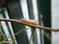 Painted apple moth larva